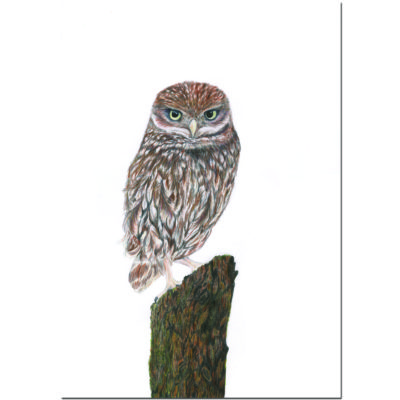 Rachel Farr Observed Little Owl on stump pencils