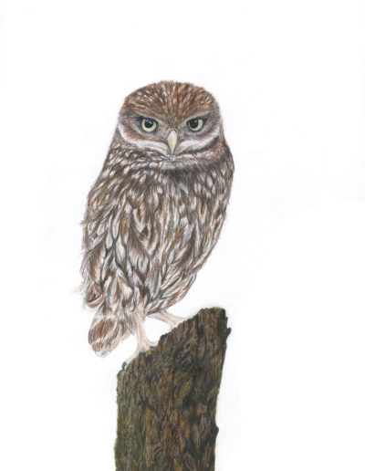 Rachel Farr little owl on stump watercolour pencil art