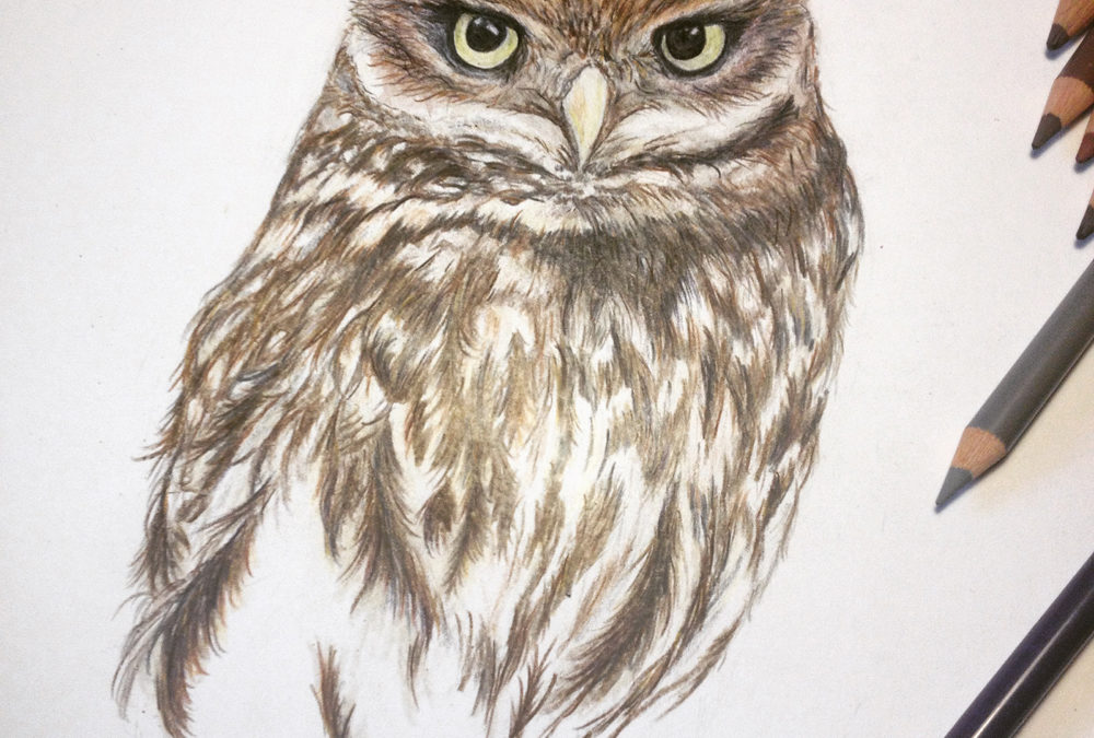 Little Owl